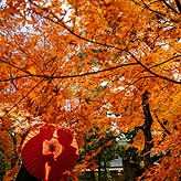 紅葉フォトウエディング写真No.006