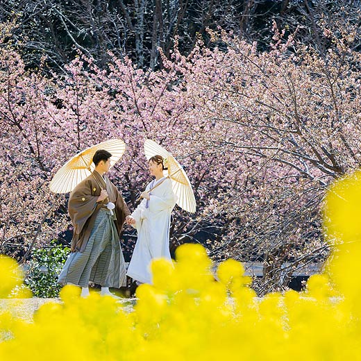 浜松のロケフォト東大山河津桜ギャラリー05